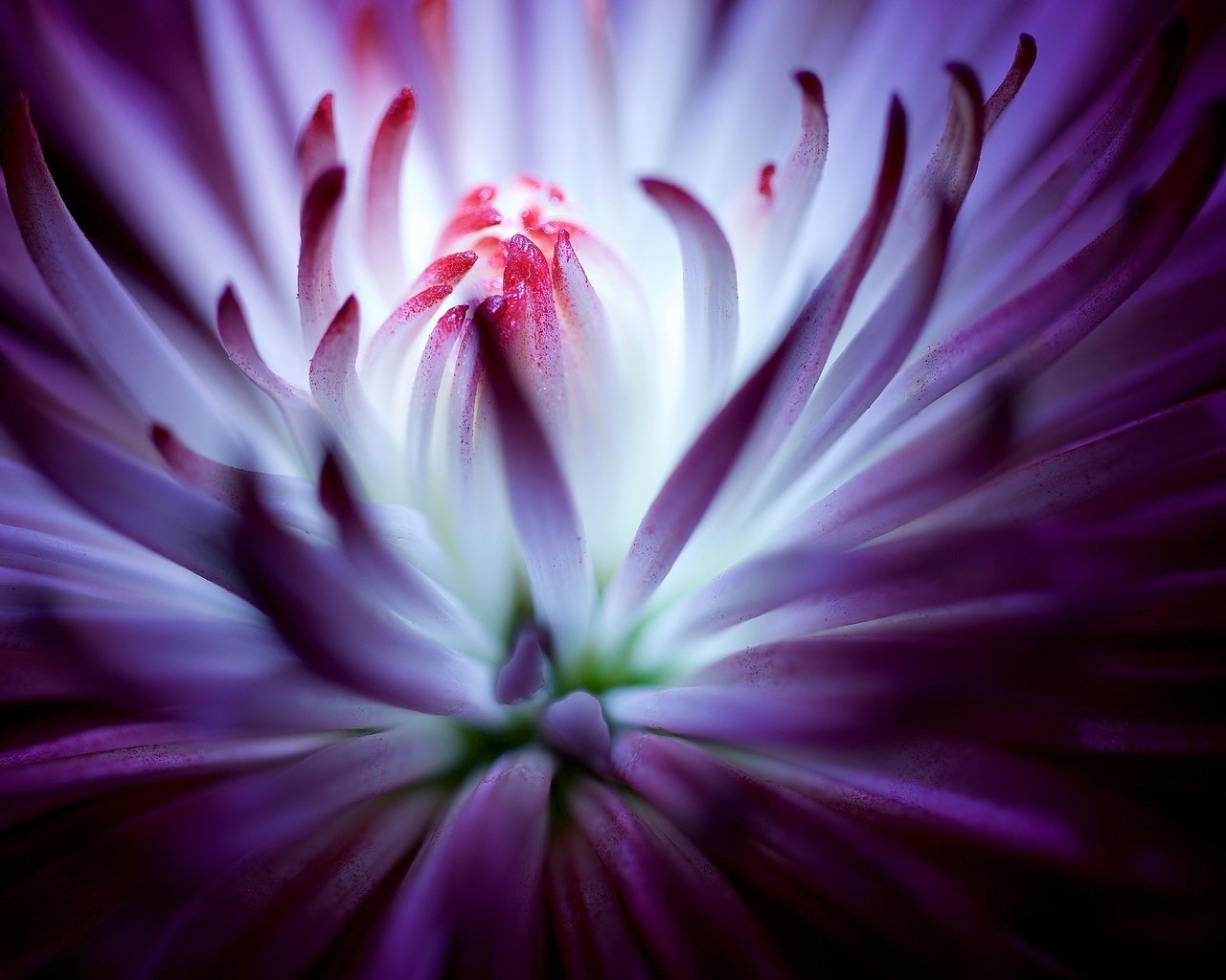 Обои цветок, фиолетовый, хризантема, крупным планом, flower, purple, chrysanthemum, closeup разрешение 3840x2160 Загрузить