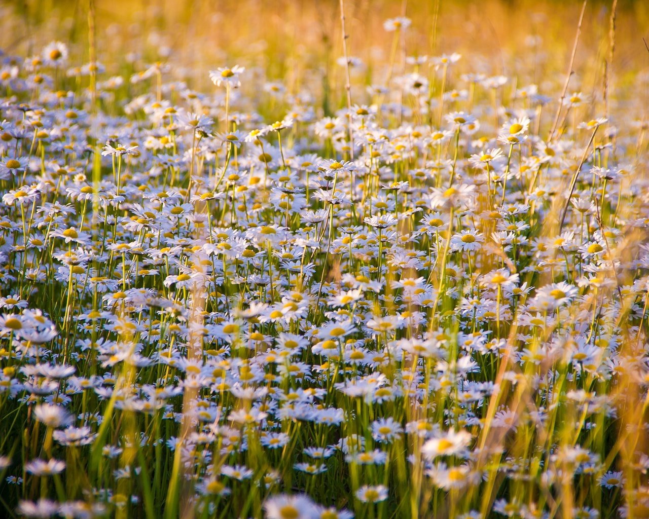 Обои цветы, луг, ромашки, полевые цветы, flowers, meadow, chamomile, wildflowers разрешение 5184x3456 Загрузить