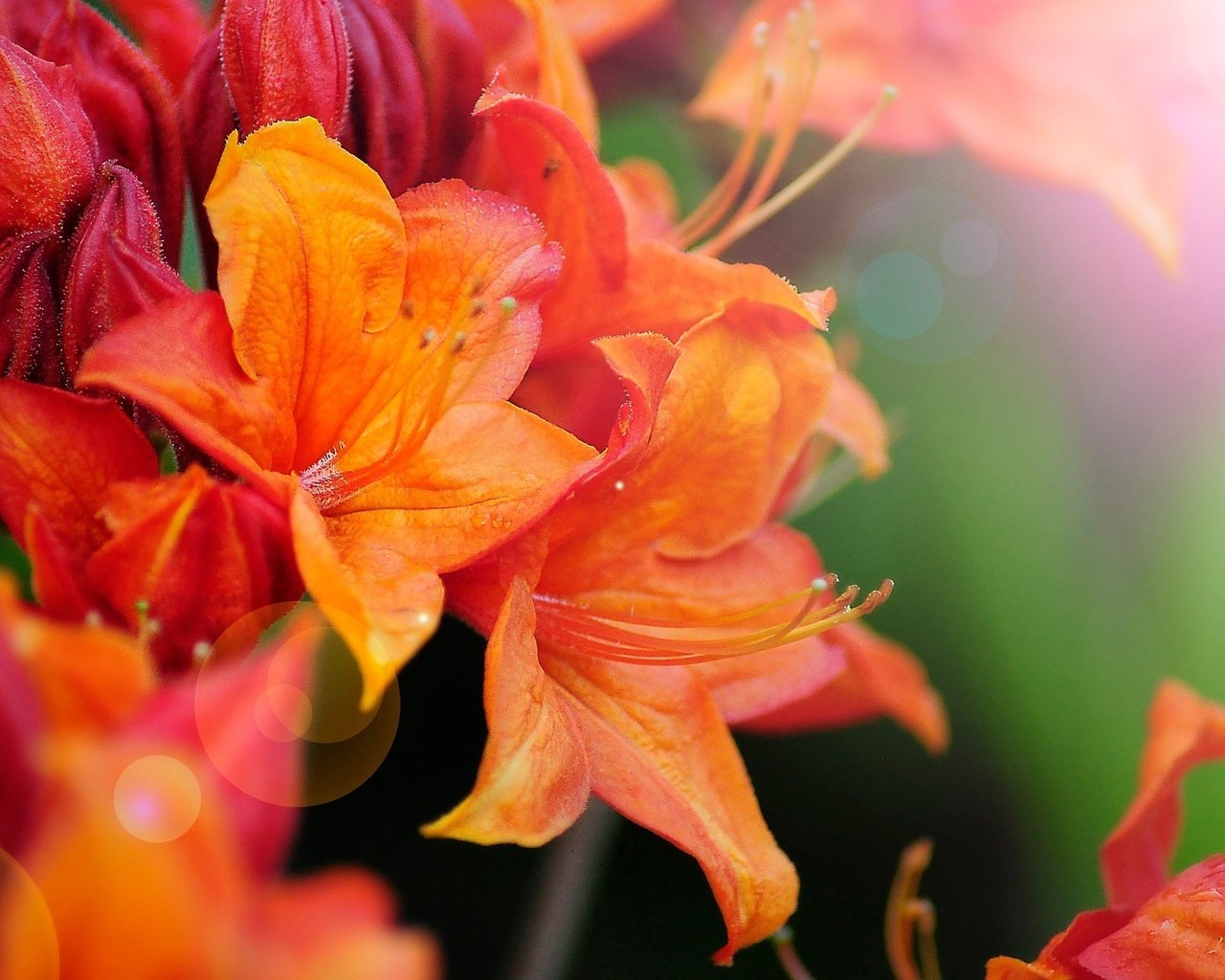 Обои цветы, макро, боке, азалия, рододендрон, flowers, macro, bokeh, azalea, rhododendron разрешение 2048x1360 Загрузить