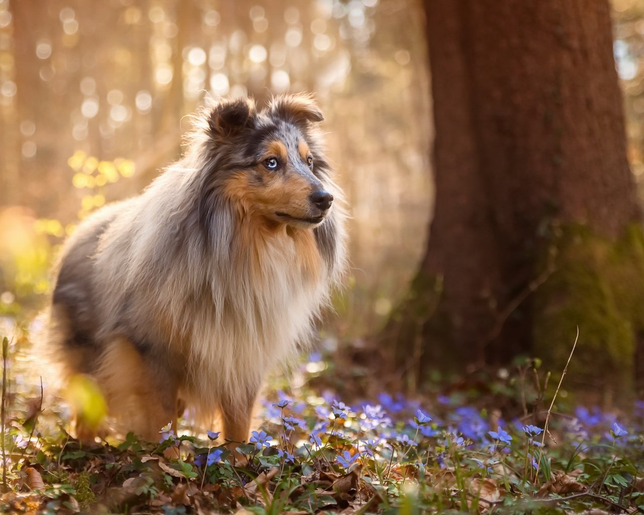 Обои цветы, природа, лес, собака, весна, шелти, sabine fallend, flowers, nature, forest, dog, spring, sheltie разрешение 1920x1150 Загрузить