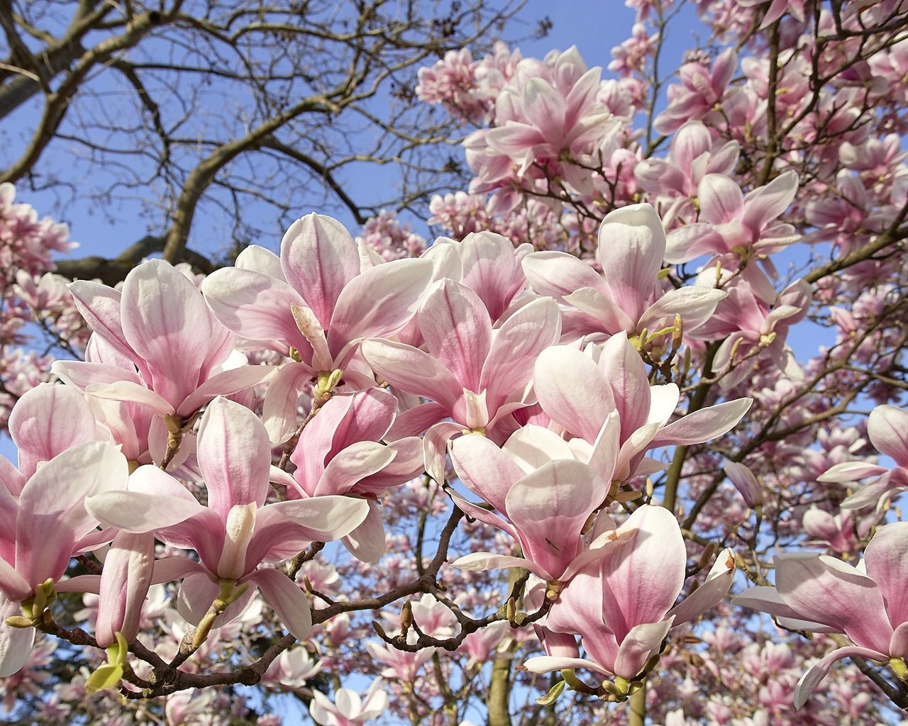 Обои небо, дерево, цветение, весна, магнолия, the sky, tree, flowering, spring, magnolia разрешение 1920x1211 Загрузить