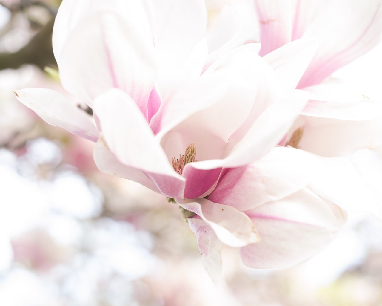 Обои цветение, макро, весна, магнолия, flowering, macro, spring, magnolia разрешение 2048x1324 Загрузить