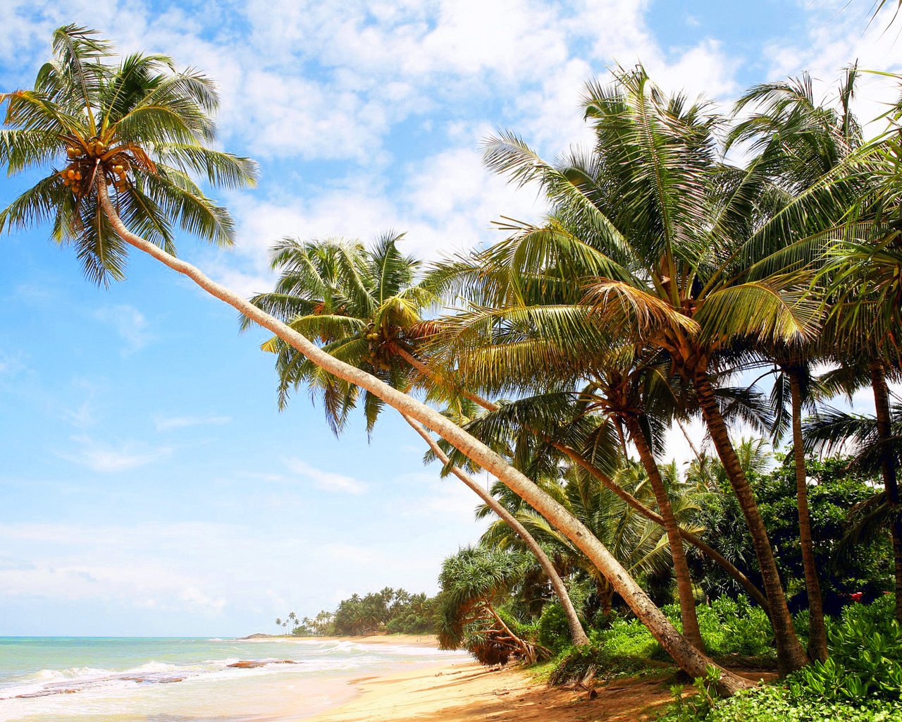 Обои море, пляж, пальмы, отдых, остров, мальдивы, sea, beach, palm trees, stay, island, the maldives разрешение 1920x1280 Загрузить