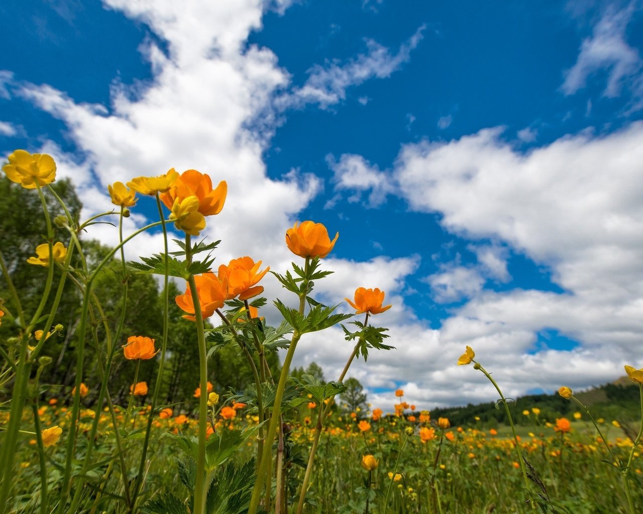 Обои небо, цветы, луг, весна, лютики, the sky, flowers, meadow, spring, buttercups разрешение 1920x1281 Загрузить