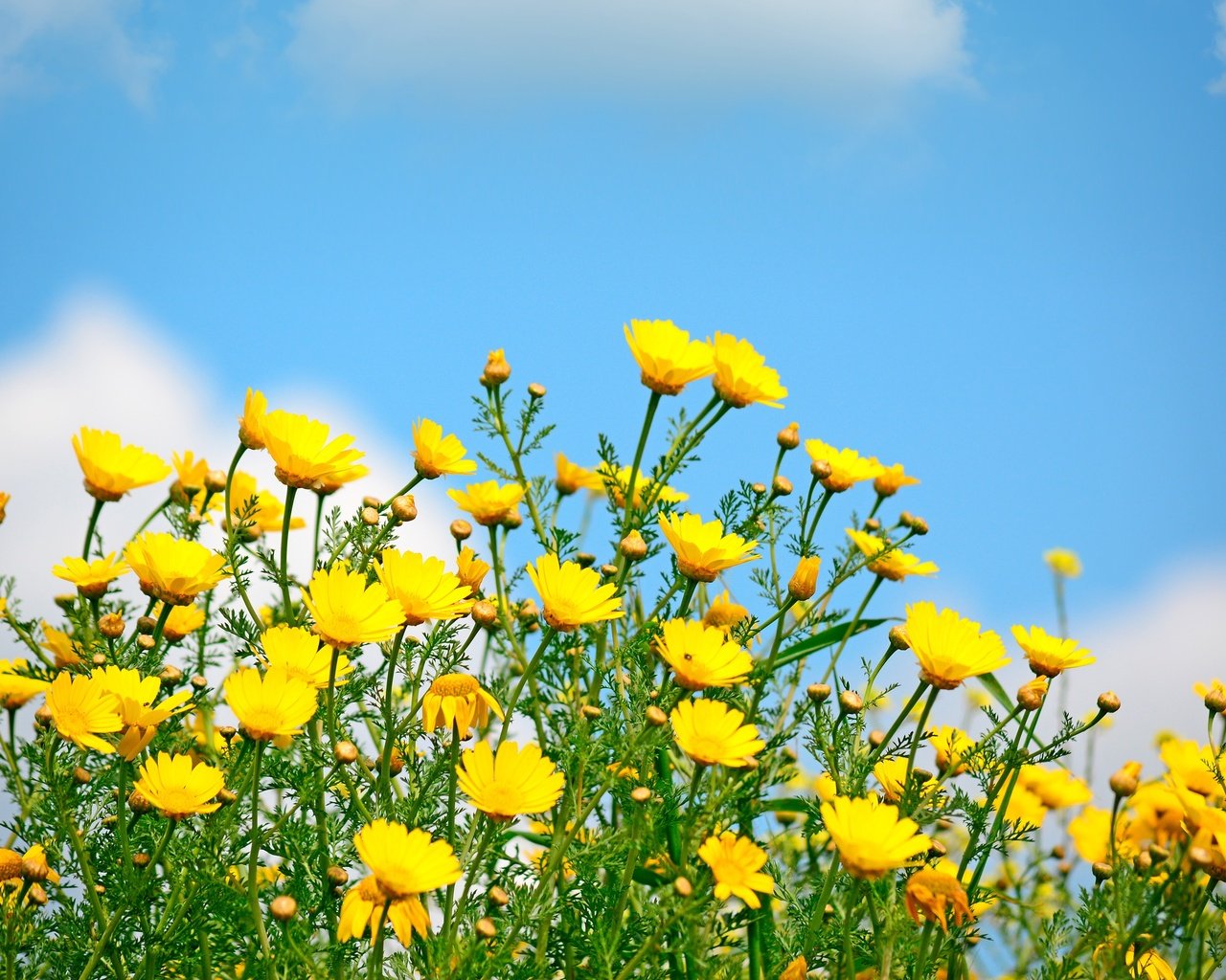 Обои небо, цветы, солнце, поле, весна, желтые, полевые цветы, the sky, flowers, the sun, field, spring, yellow, wildflowers разрешение 4000x2700 Загрузить