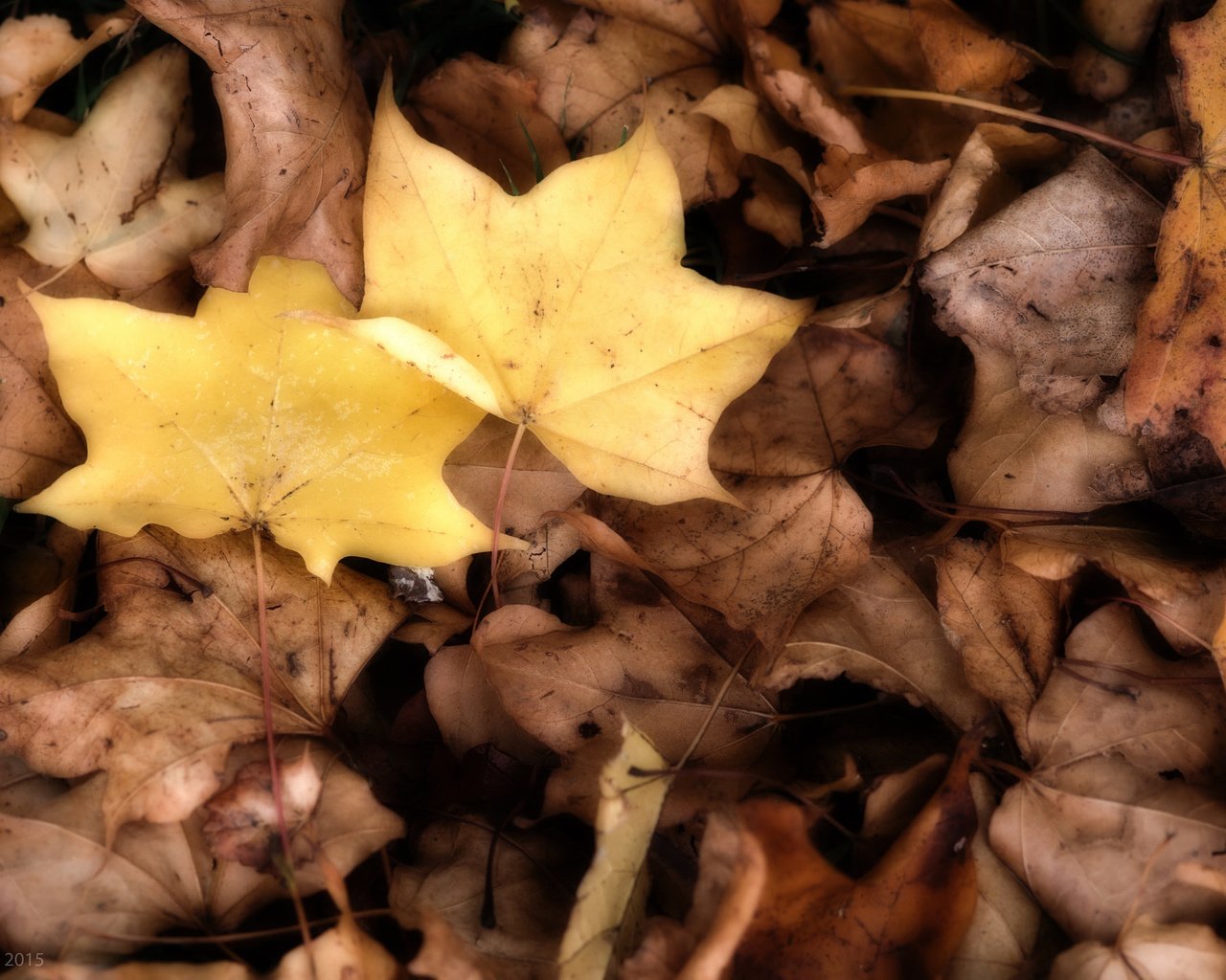 Осенний фон дубовые и кленовые листья