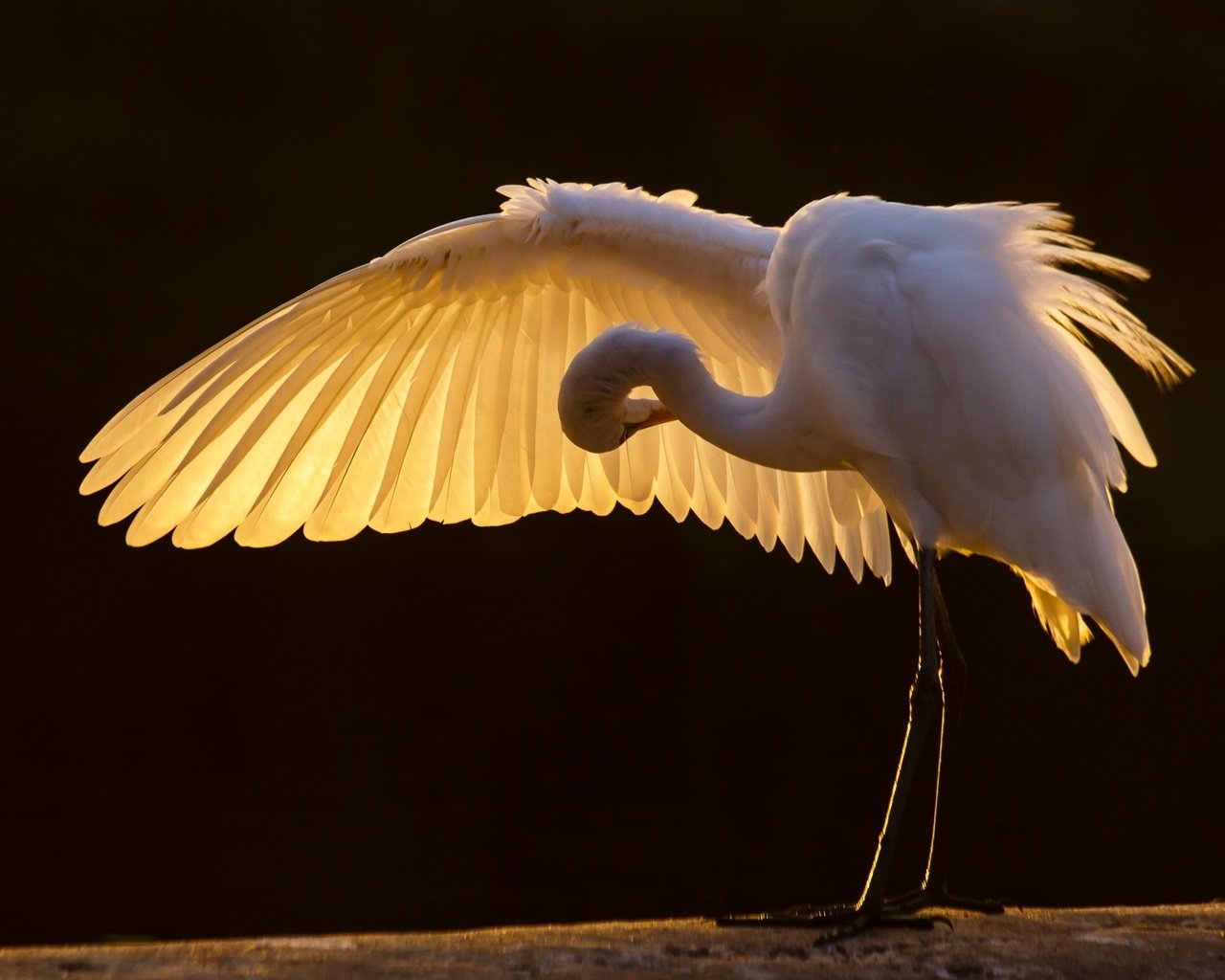 Обои крылья, птицы, клюв, перья, цапля, белая цапля, wings, birds, beak, feathers, heron, white egret разрешение 2000x1333 Загрузить