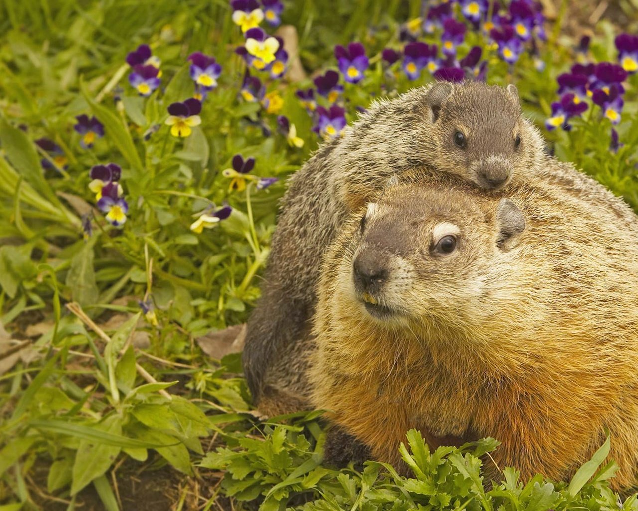 Обои сша, грызун, миннесота, луговые собачки, usa, rodent, mn, prairie dogs разрешение 1920x1080 Загрузить