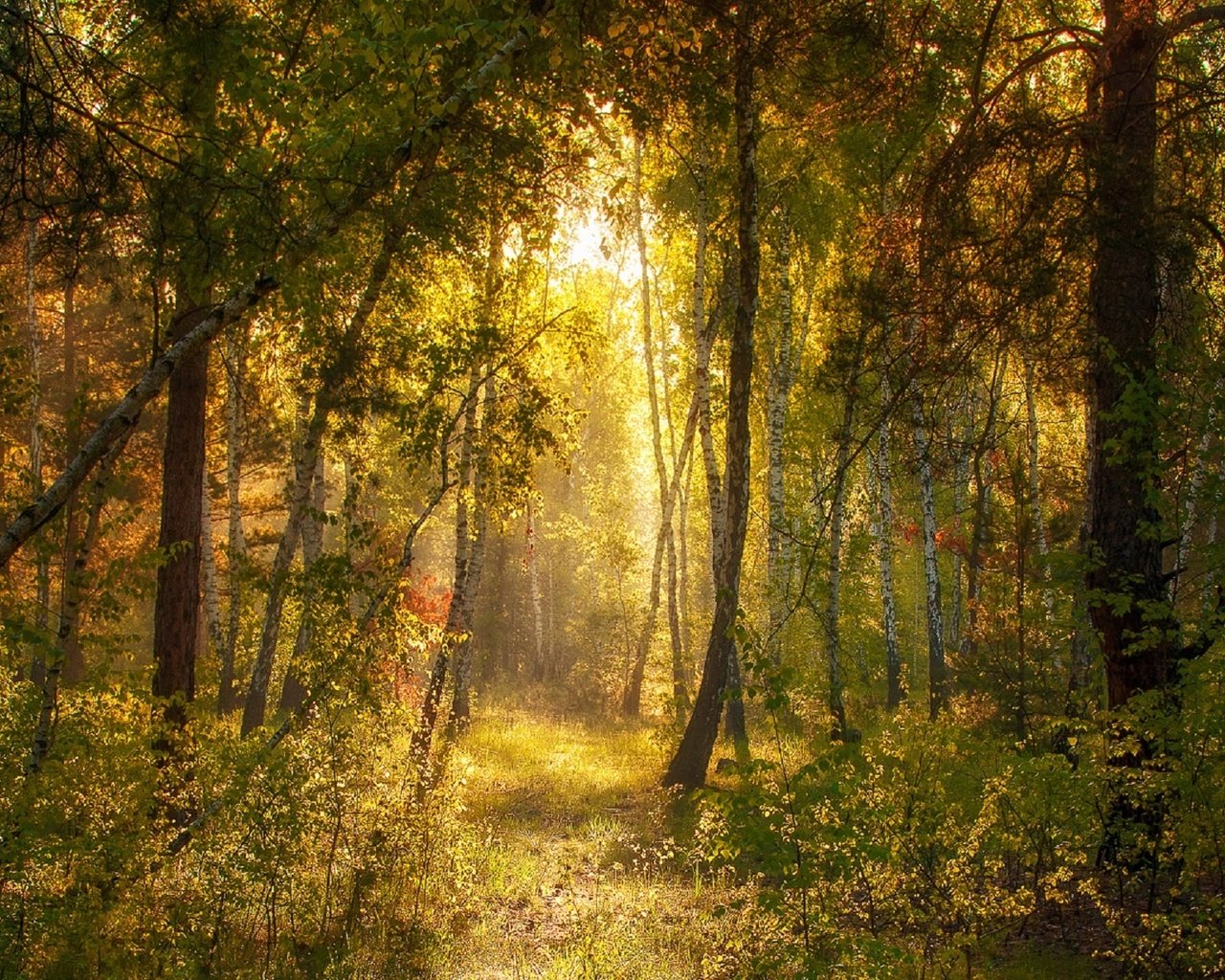 Тропинка в лесу солнце