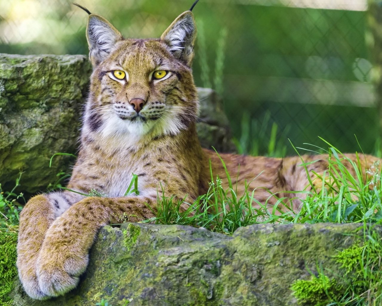 Обои глаза, морда, трава, рысь, взгляд, дикая кошка, eyes, face, grass, lynx, look, wild cat разрешение 1920x1200 Загрузить