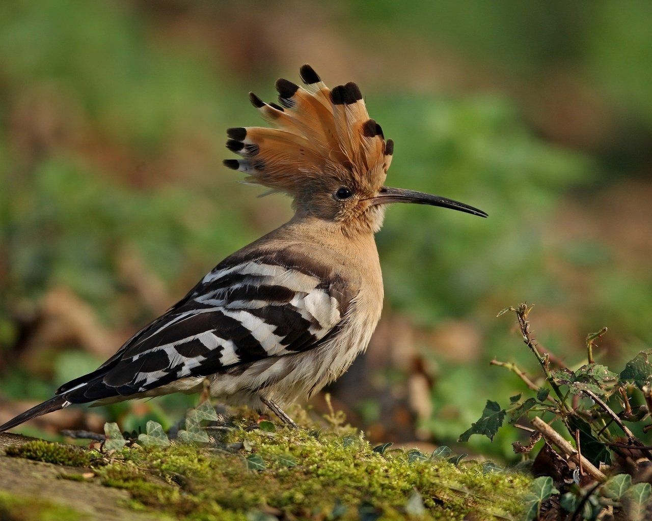 Обои природа, птицы, птица, клюв, перья, удод, nature, birds, bird, beak, feathers, hoopoe разрешение 2048x1480 Загрузить