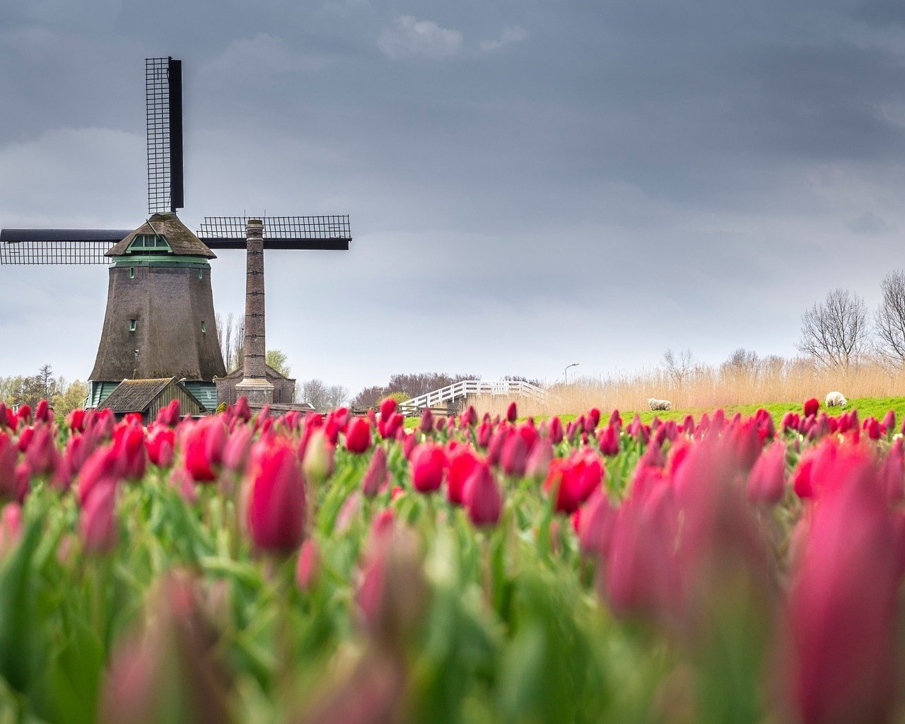 Обои цветы, поле, мельница, весна, тюльпаны, нидерланды, flowers, field, mill, spring, tulips, netherlands разрешение 2048x1366 Загрузить