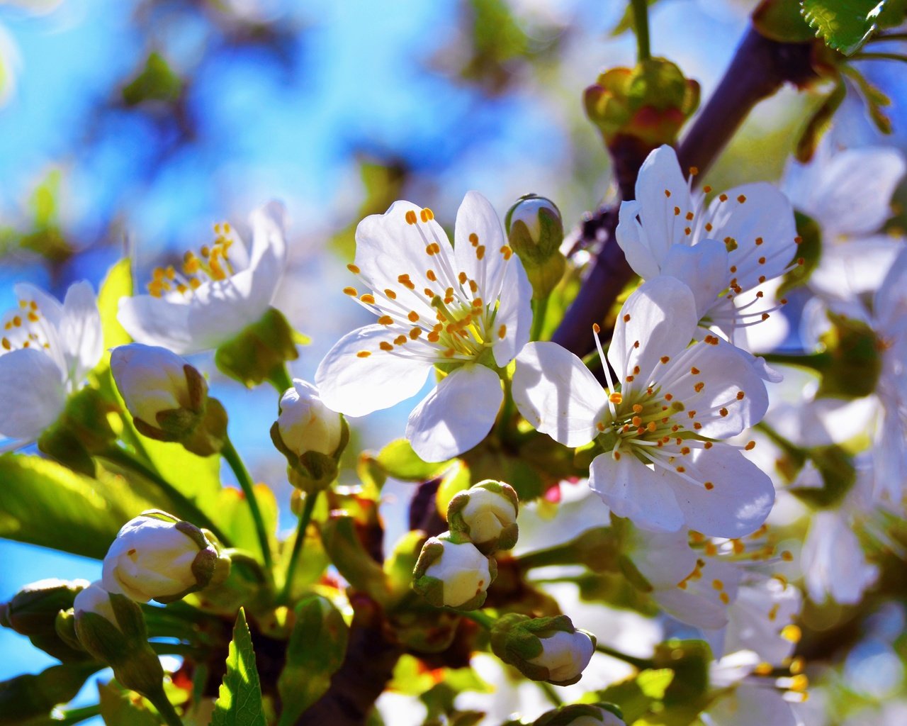 Обои ветка, цветение, бутон, черешня, весна, branch, flowering, bud, cherry, spring разрешение 4608x3072 Загрузить