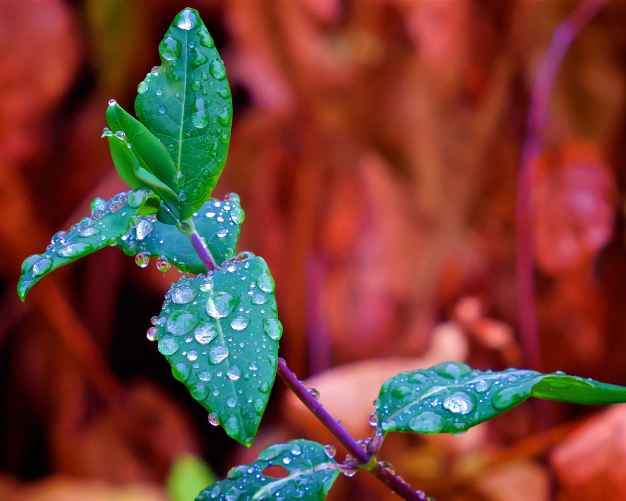 Обои ветка, природа, листья, макро, фон, роса, капли, branch, nature, leaves, macro, background, rosa, drops разрешение 2560x1707 Загрузить