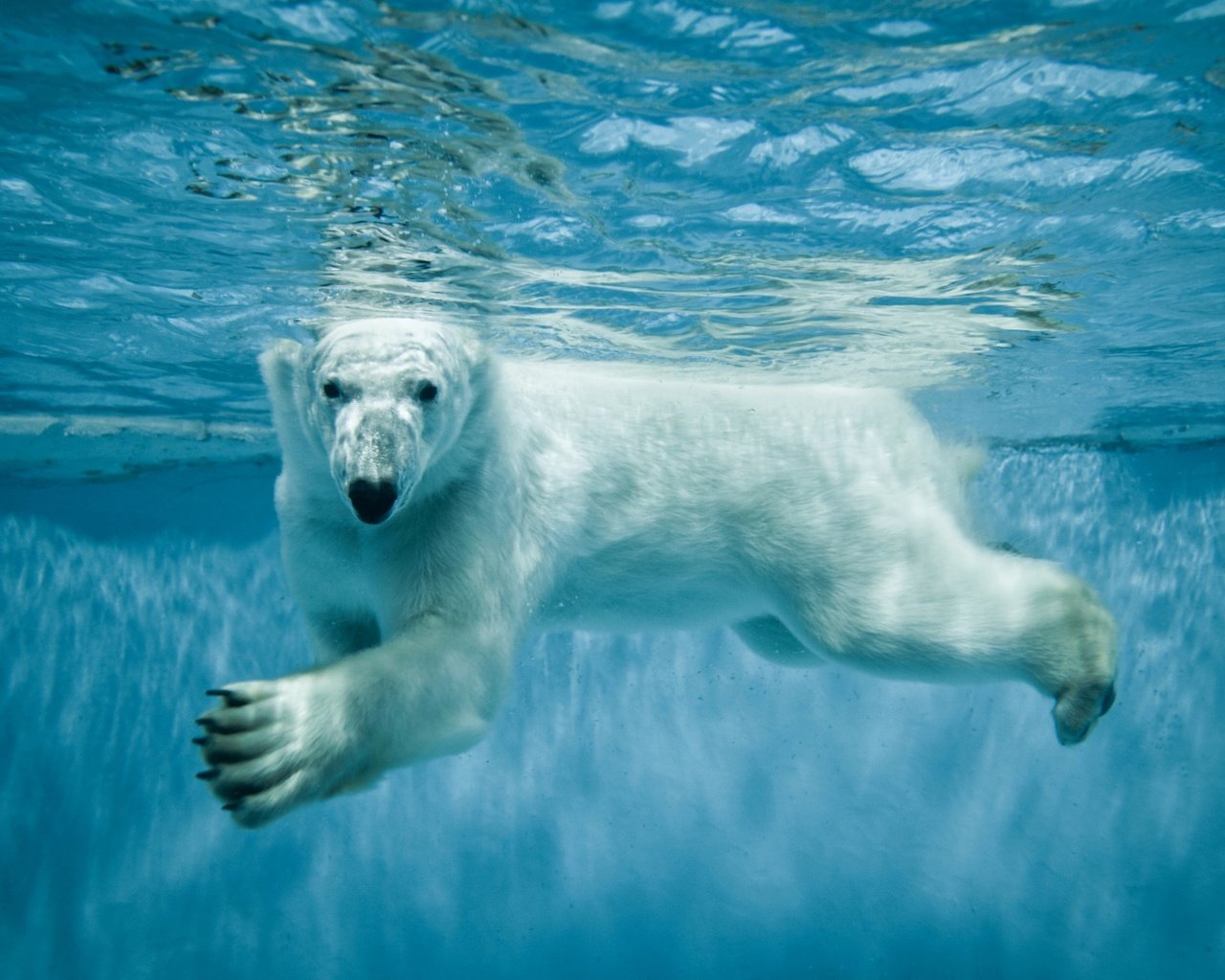 Обои вода, лапы, взгляд, медведь, белый медведь, полярный, северный, water, paws, look, bear, polar bear, polar, north разрешение 2560x1600 Загрузить