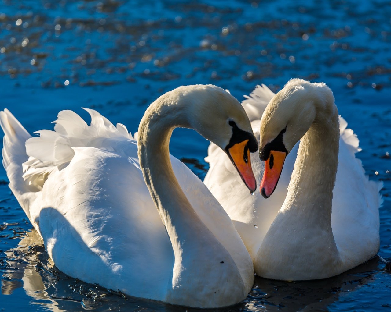Обои вода, птицы, клюв, любовь, пара, перья, лебеди, water, birds, beak, love, pair, feathers, swans разрешение 5986x3367 Загрузить