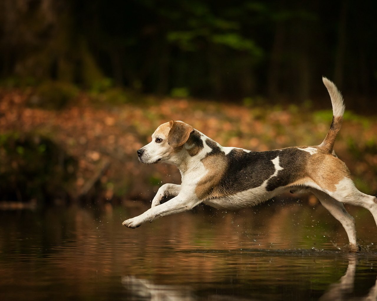 Обои вода, собака, брызги, бег, хвост, бигль, water, dog, squirt, running, tail, beagle разрешение 1920x1200 Загрузить