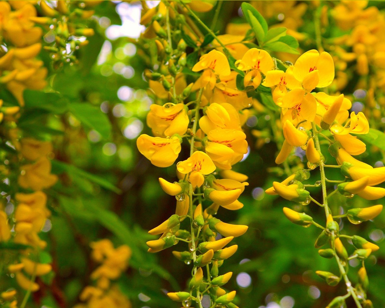 Обои природа, цветение, фон, весна, акация, желтые цветы, nature, flowering, background, spring, acacia, yellow flowers разрешение 3004x1876 Загрузить