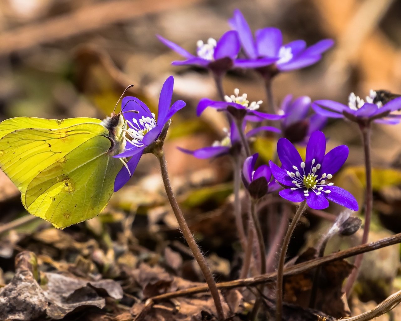 Обои цветы, насекомое, бабочка, весна, печёночница, flowers, insect, butterfly, spring, pechenocna разрешение 2560x1644 Загрузить