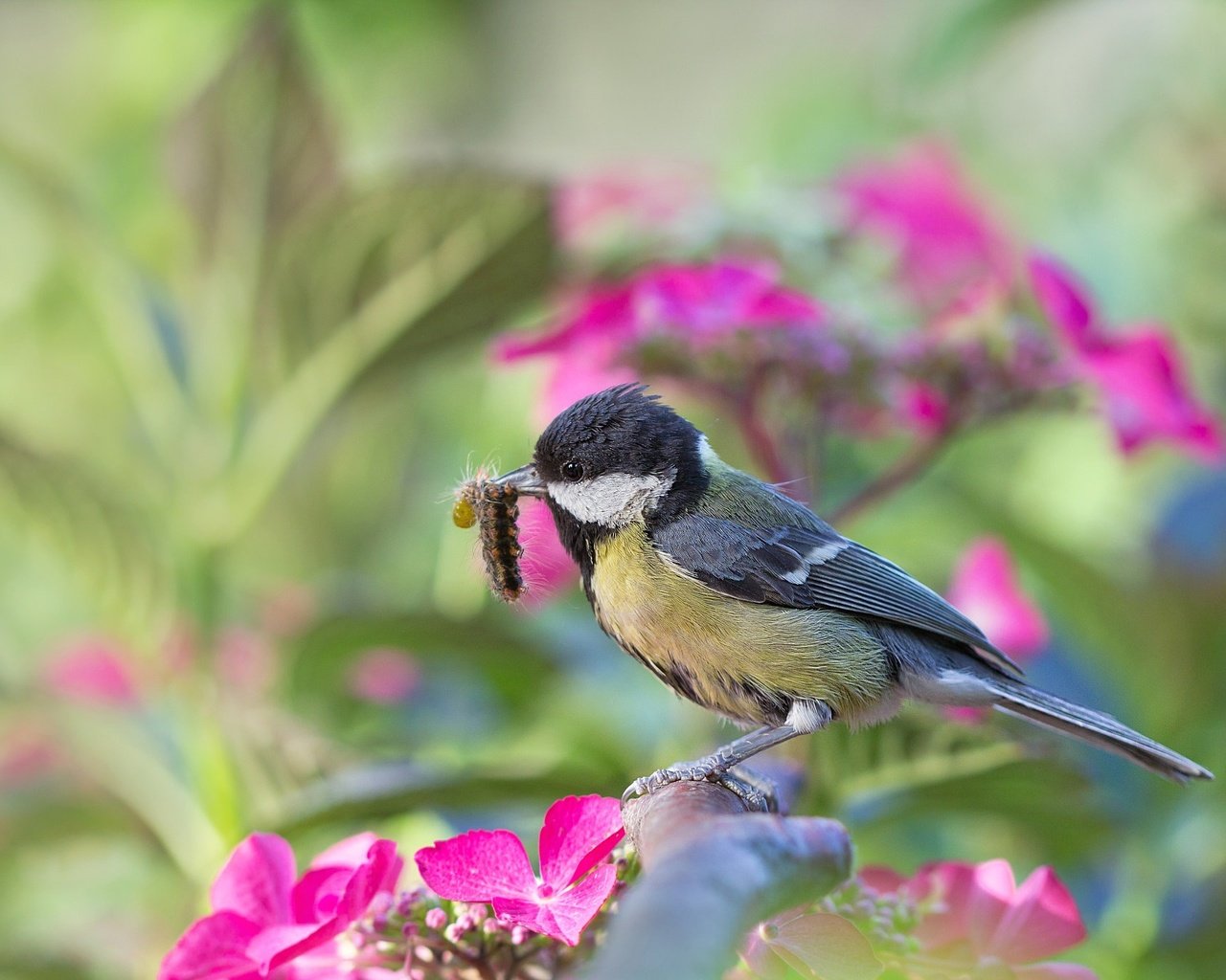 Обои цветы, природа, насекомое, ветки, птица, гусеница, синица, flowers, nature, insect, branches, bird, caterpillar, tit разрешение 2048x1365 Загрузить