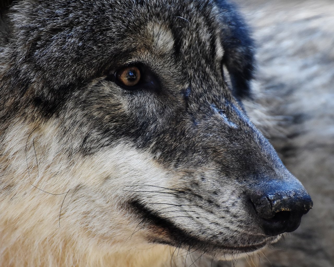 Обои глаза, морда, хищник, волк, eyes, face, predator, wolf разрешение 3840x2400 Загрузить