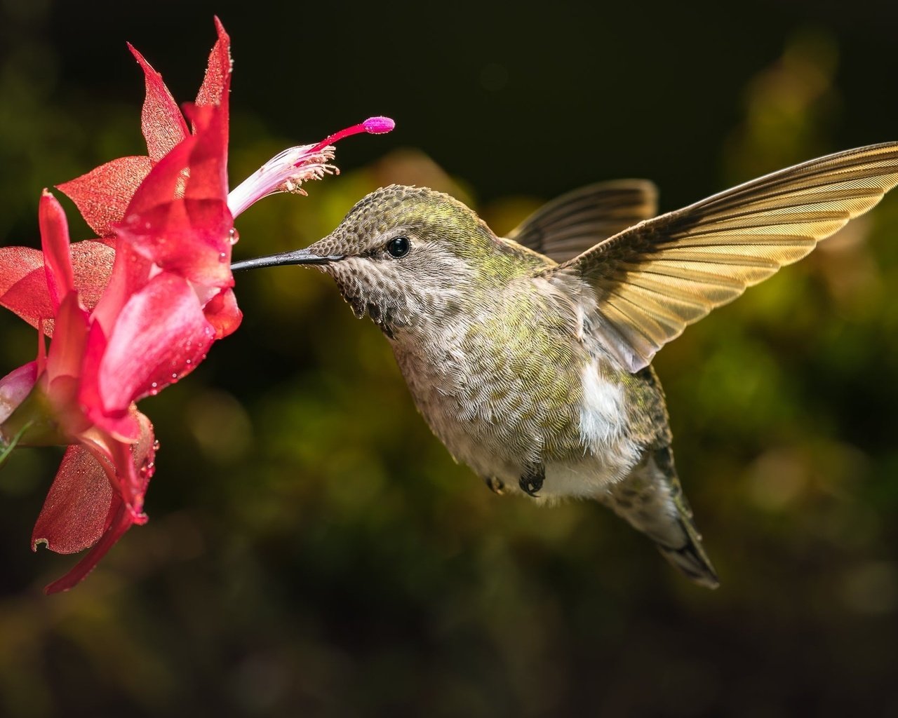 Обои макро, цветок, птица, кактус, колибри, боке, macro, flower, bird, cactus, hummingbird, bokeh разрешение 2000x1334 Загрузить