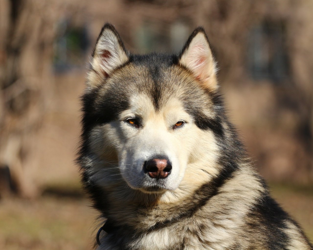 Обои морда, портрет, взгляд, собака, маламут, face, portrait, look, dog, malamute разрешение 1920x1280 Загрузить