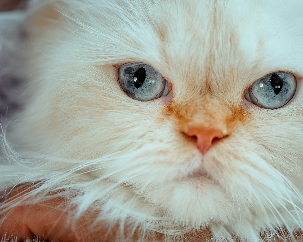 Обои мордочка, кошка, взгляд, голубые глаза, гималайская кошка, muzzle, cat, look, blue eyes, himalayan cat разрешение 1980x1318 Загрузить