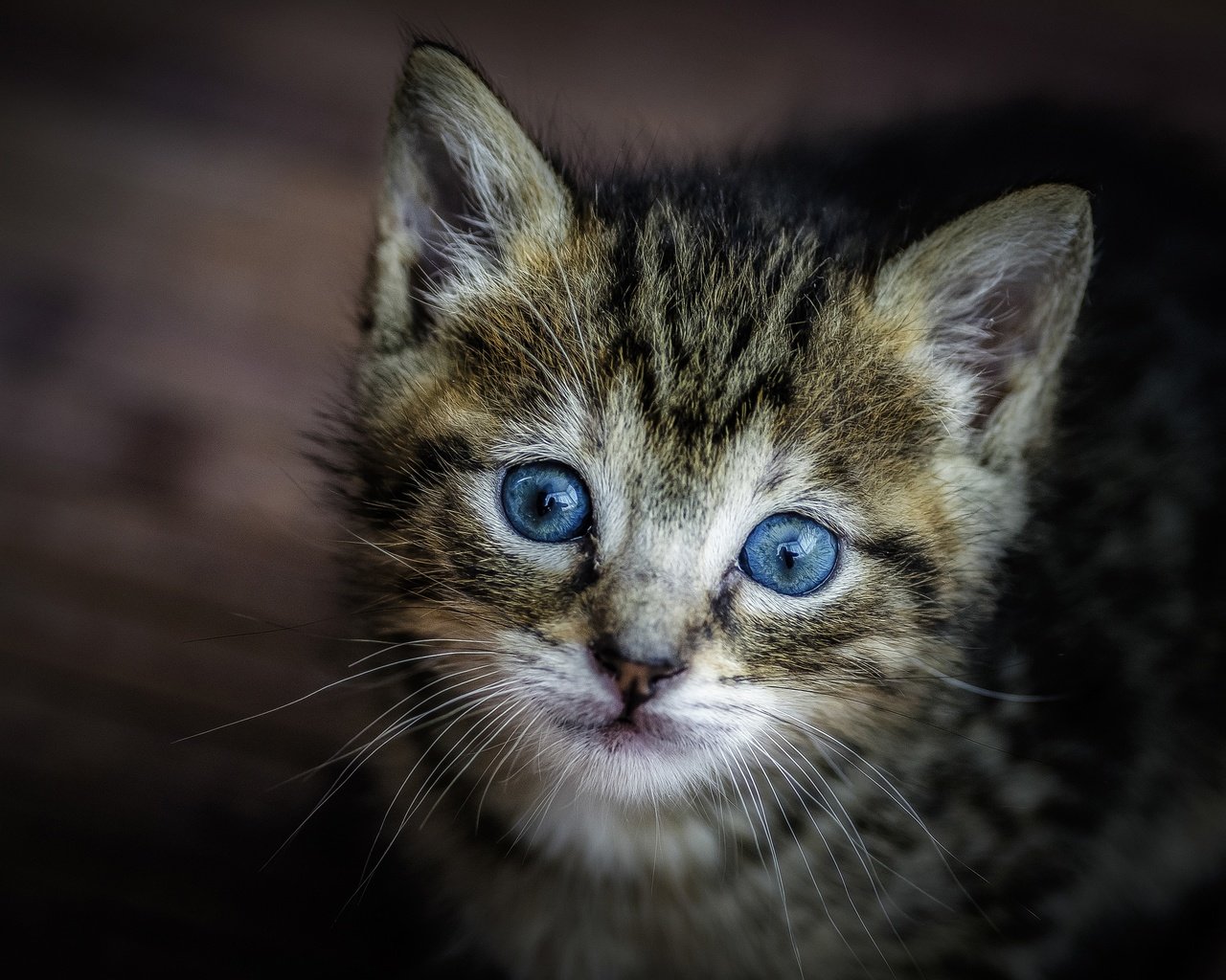 Обои мордочка, кошка, взгляд, котенок, малыш, голубые глаза, muzzle, cat, look, kitty, baby, blue eyes разрешение 3600x2384 Загрузить