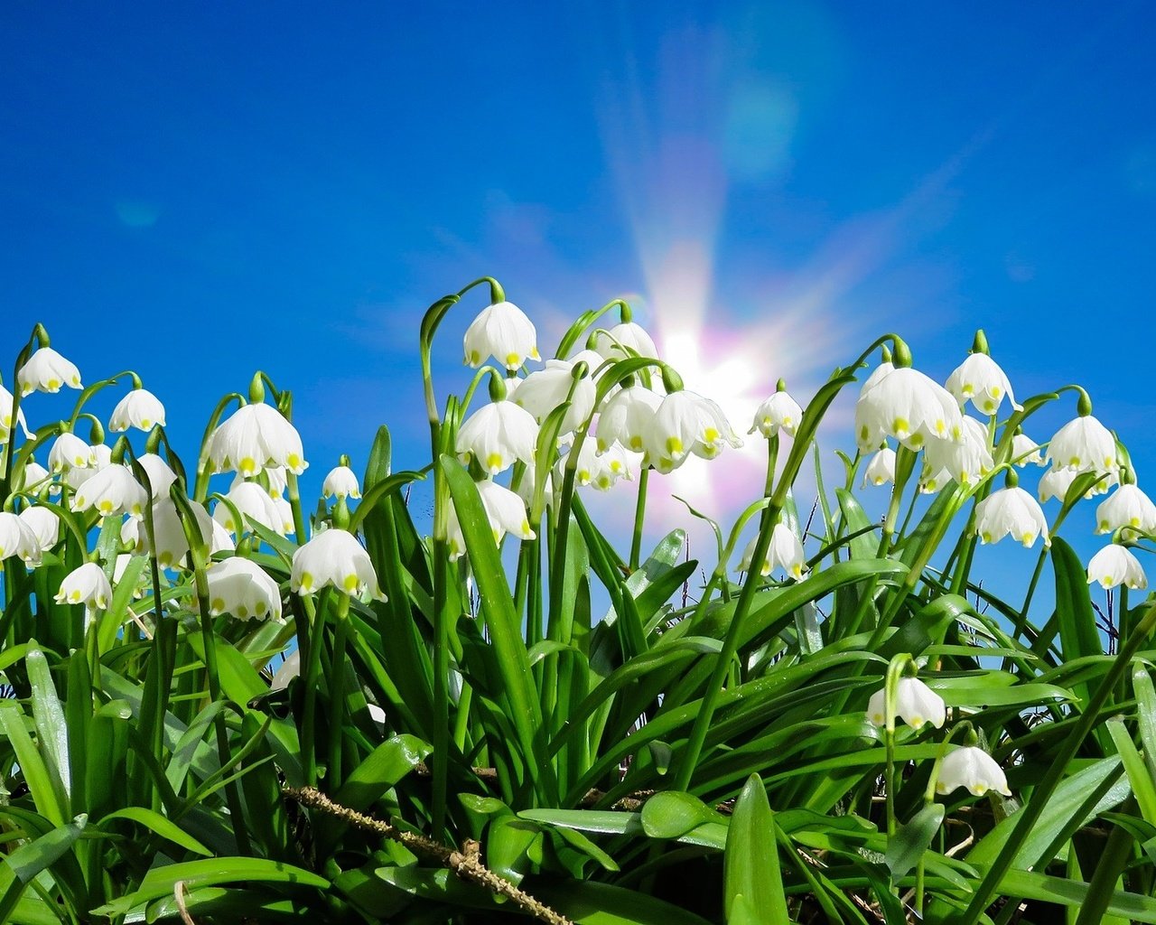 Обои небо, цветы, солнце, листья, весна, белоцветник, the sky, flowers, the sun, leaves, spring, snowflake разрешение 1920x1167 Загрузить