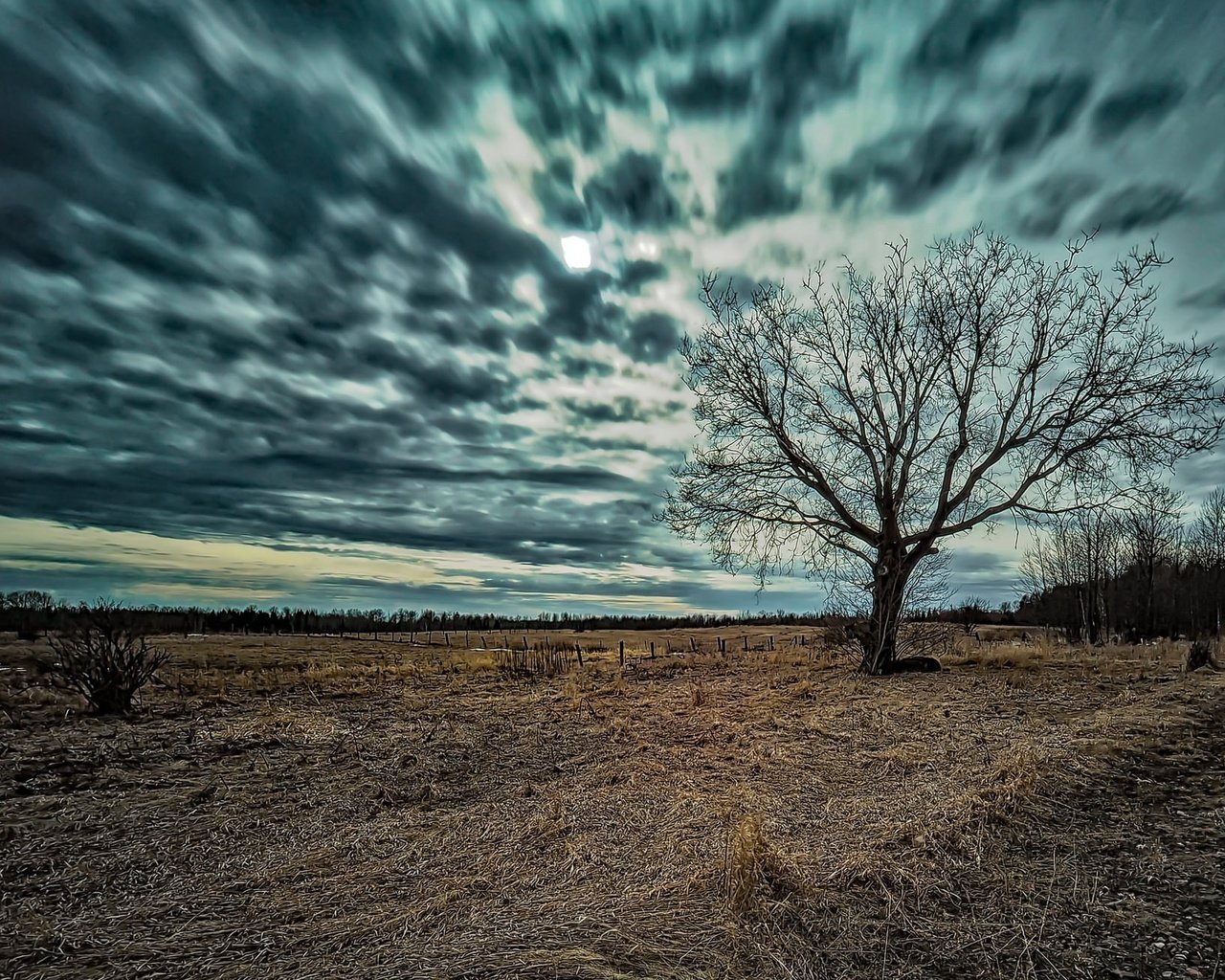 Обои небо, природа, дерево, фон, поле, the sky, nature, tree, background, field разрешение 2048x1304 Загрузить