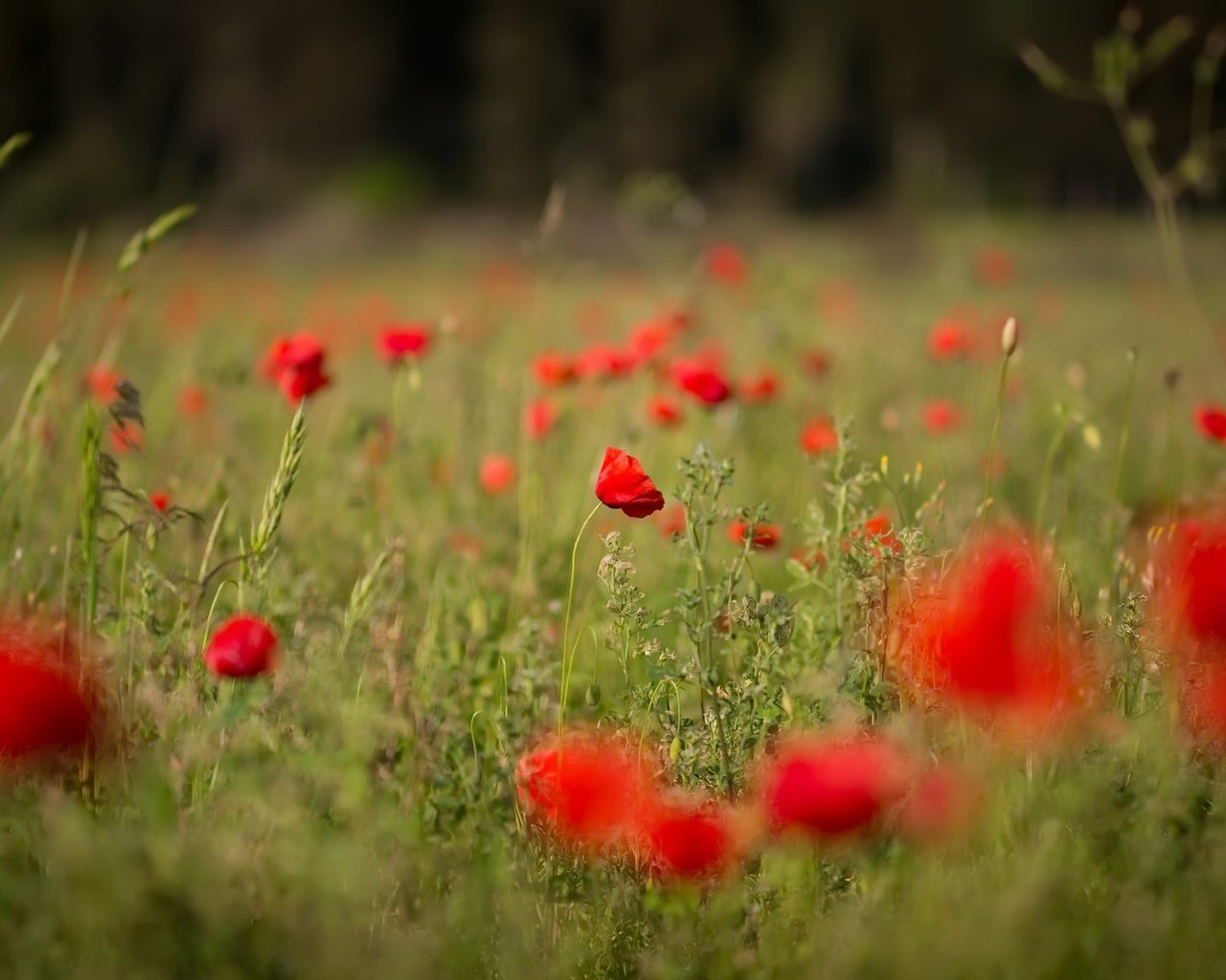 Обои цветы, поле, лето, красные, маки, flowers, field, summer, red, maki разрешение 2048x1152 Загрузить
