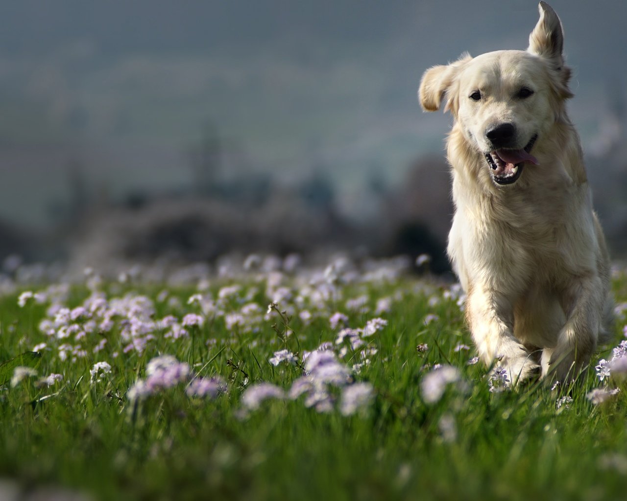 Обои природа, собака, луг, друг, золотистый ретривер, clé manuel, nature, dog, meadow, each, golden retriever, manuel clé разрешение 3000x2000 Загрузить