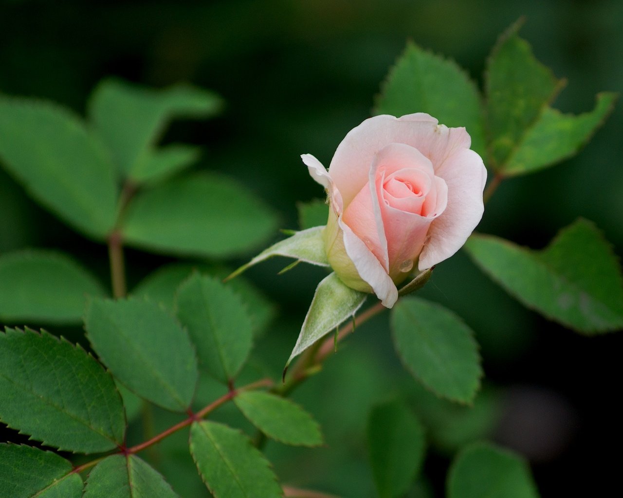 Обои листья, цветок, роза, бутон, розовый, leaves, flower, rose, bud, pink разрешение 1920x1278 Загрузить