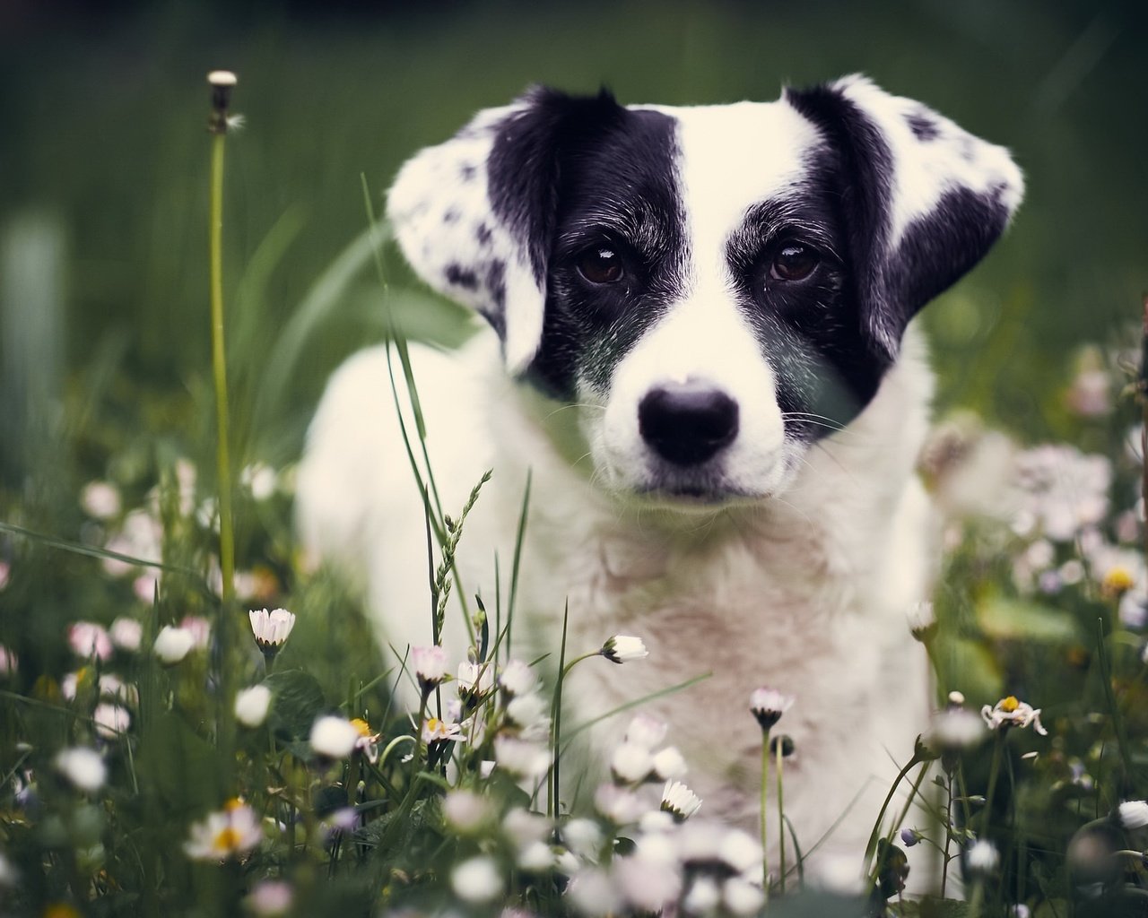 Обои цветы, взгляд, собака, ромашки, друг, flowers, look, dog, chamomile, each разрешение 2048x1333 Загрузить