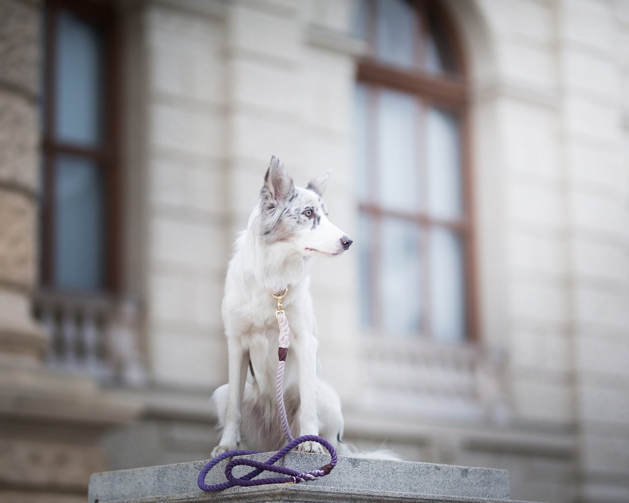 Обои собака, пятна, боке, поводок, бордер-колли, alicja zmysłowska, witty&white, dog, spot, bokeh, leash, the border collie разрешение 2048x1365 Загрузить