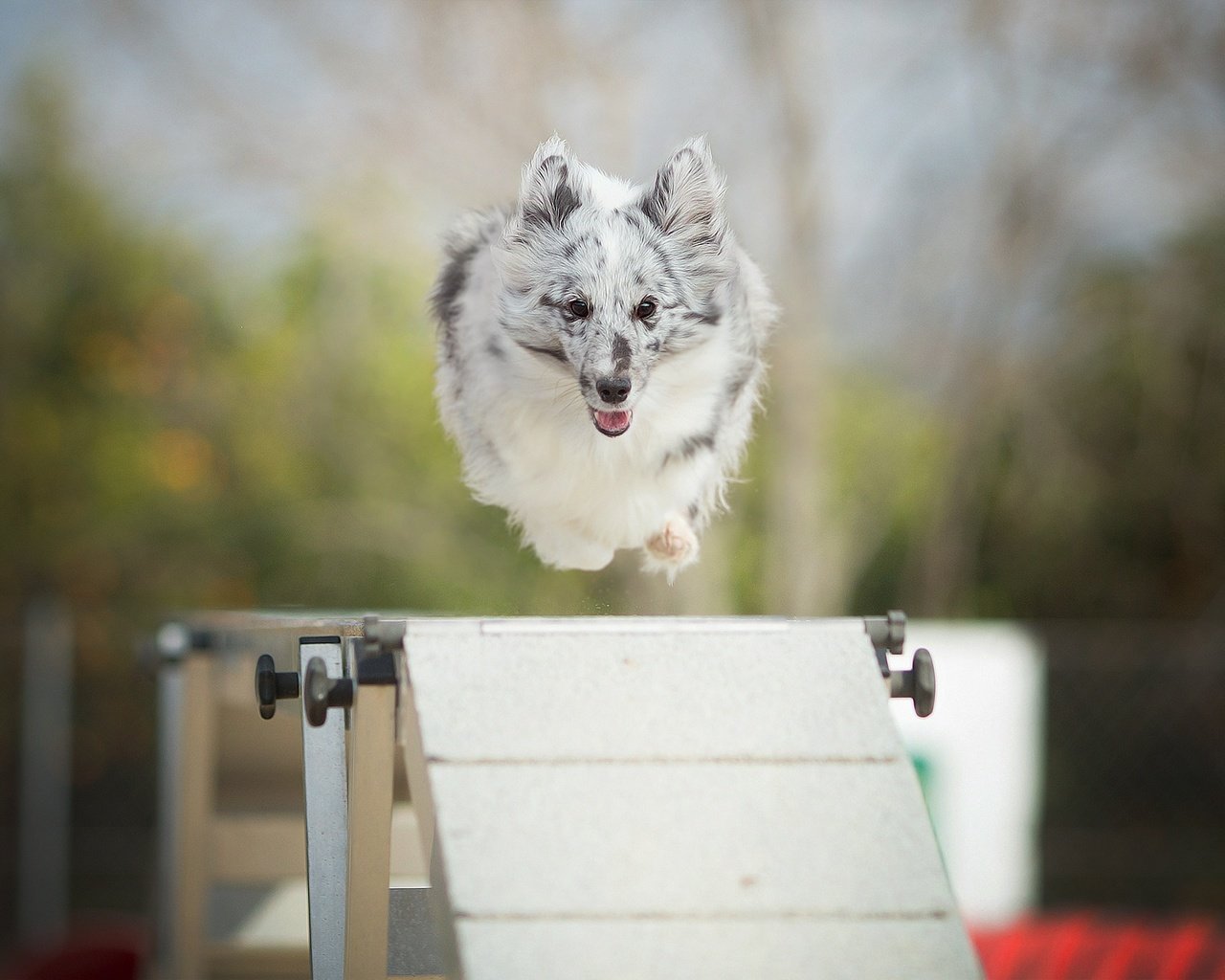 Обои собака, прыжок, alicja zmysłowska, барьер, dog, jump, barrier разрешение 2048x1365 Загрузить