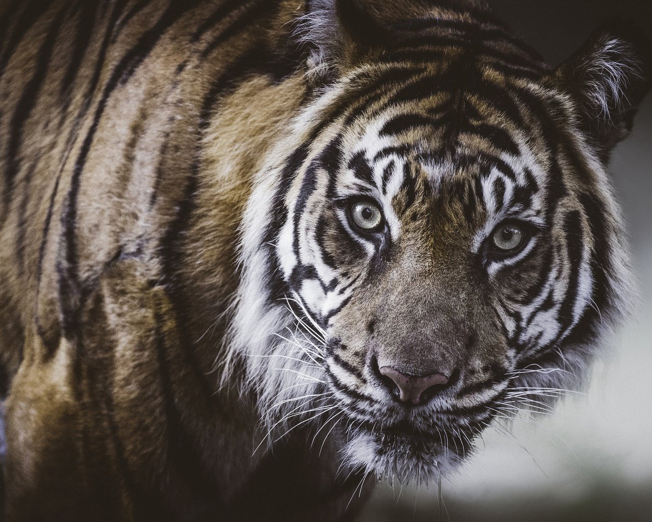 Обои тигр, морда, портрет, взгляд, дикая кошка, tiger, face, portrait, look, wild cat разрешение 2048x1463 Загрузить