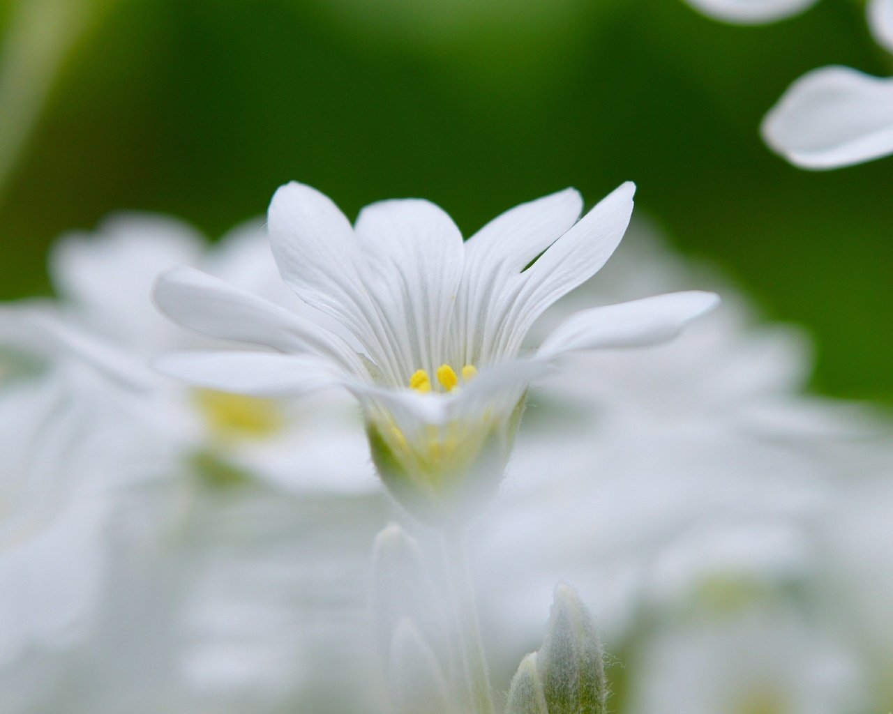 Обои цветы, весна, боке, белый цветок, flowers, spring, bokeh, white flower разрешение 3000x1822 Загрузить