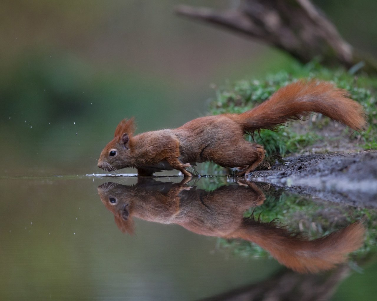 Обои вода, отражение, рыжая, белка, хвост, белочка, грызун, water, reflection, red, protein, tail, squirrel, rodent разрешение 2048x1410 Загрузить