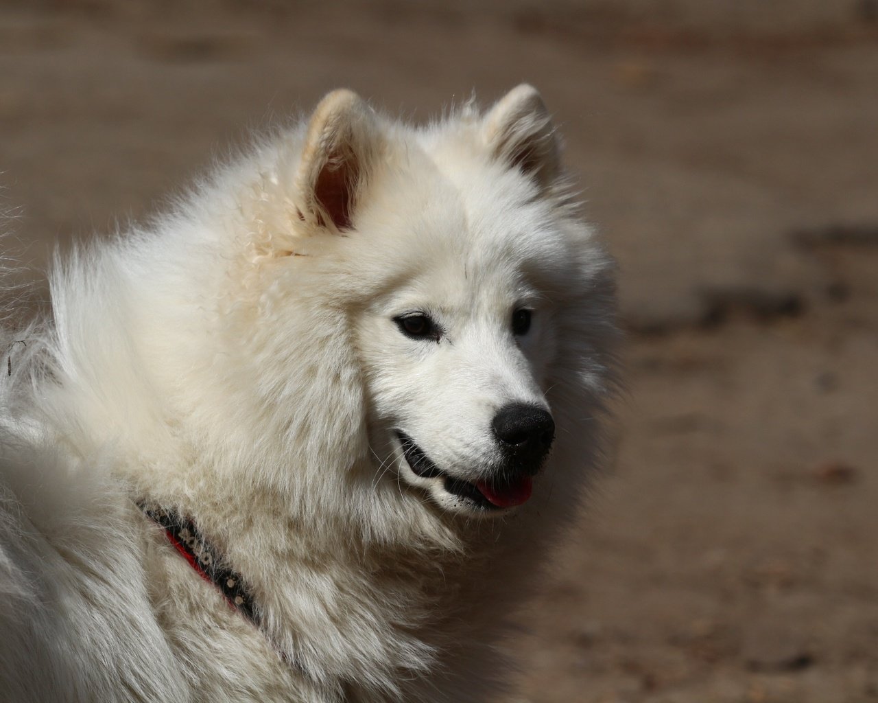 Обои взгляд, собака, лайка, самоед, look, dog, laika, samoyed разрешение 1920x1280 Загрузить