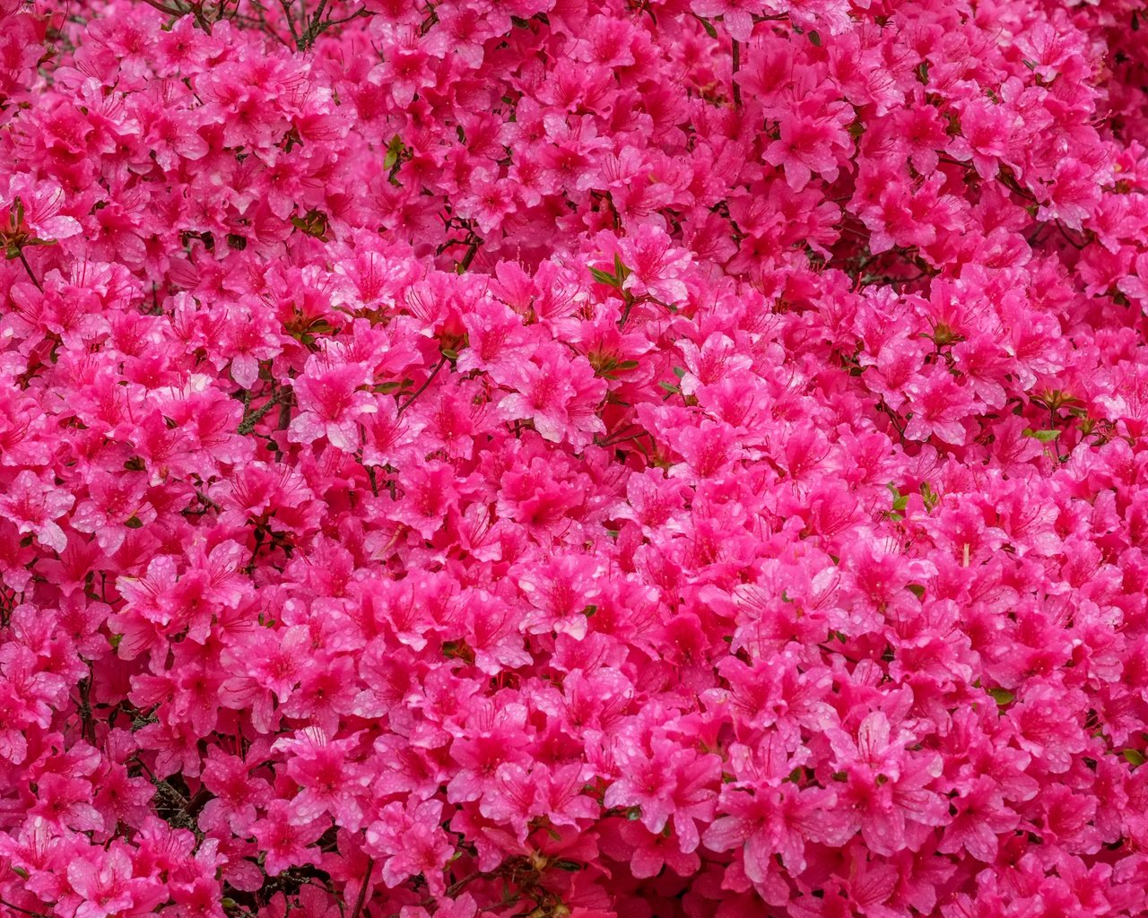 Обои цветы, азалия, рододендрон, jazzmatica, flowers, azalea, rhododendron разрешение 4896x2760 Загрузить