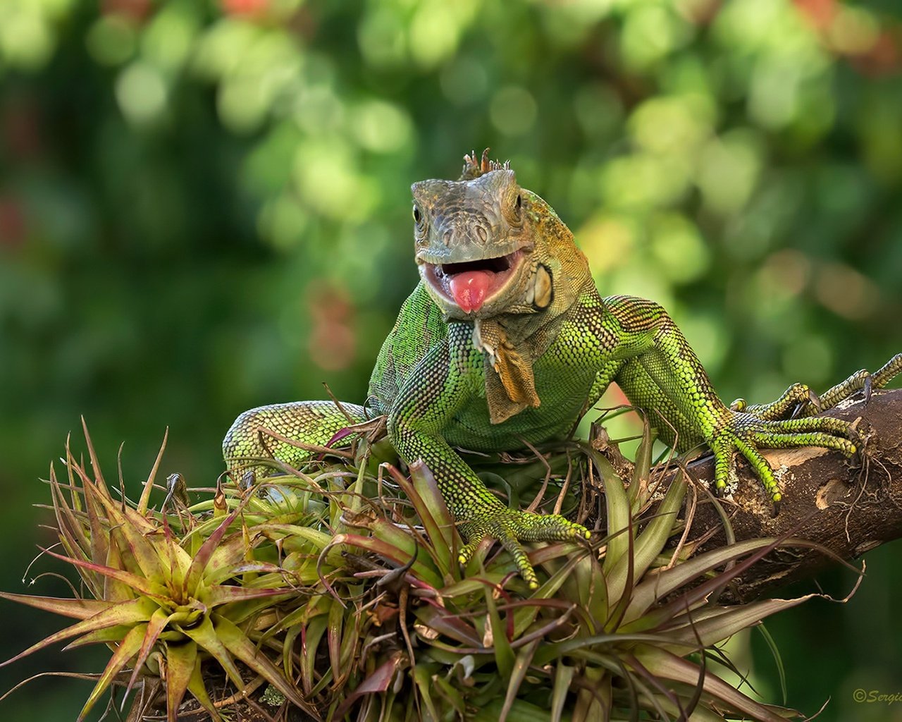 Обои ящерица, зеленая, игуана, lizard, green, iguana разрешение 1920x1280 Загрузить