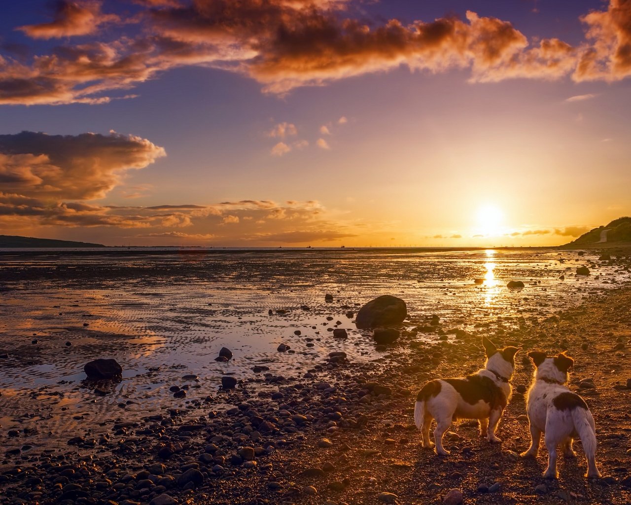 Обои небо, природа, берег, закат, друзья, собаки, солнечный свет, the sky, nature, shore, sunset, friends, dogs, sunlight разрешение 1920x1274 Загрузить