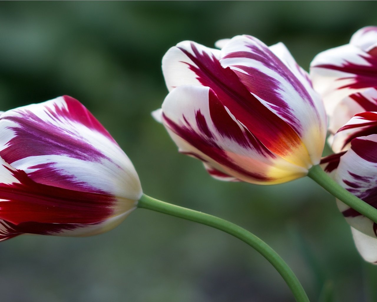 Обои цветы, бутоны, фон, весна, тюльпаны, flowers, buds, background, spring, tulips разрешение 2158x1080 Загрузить