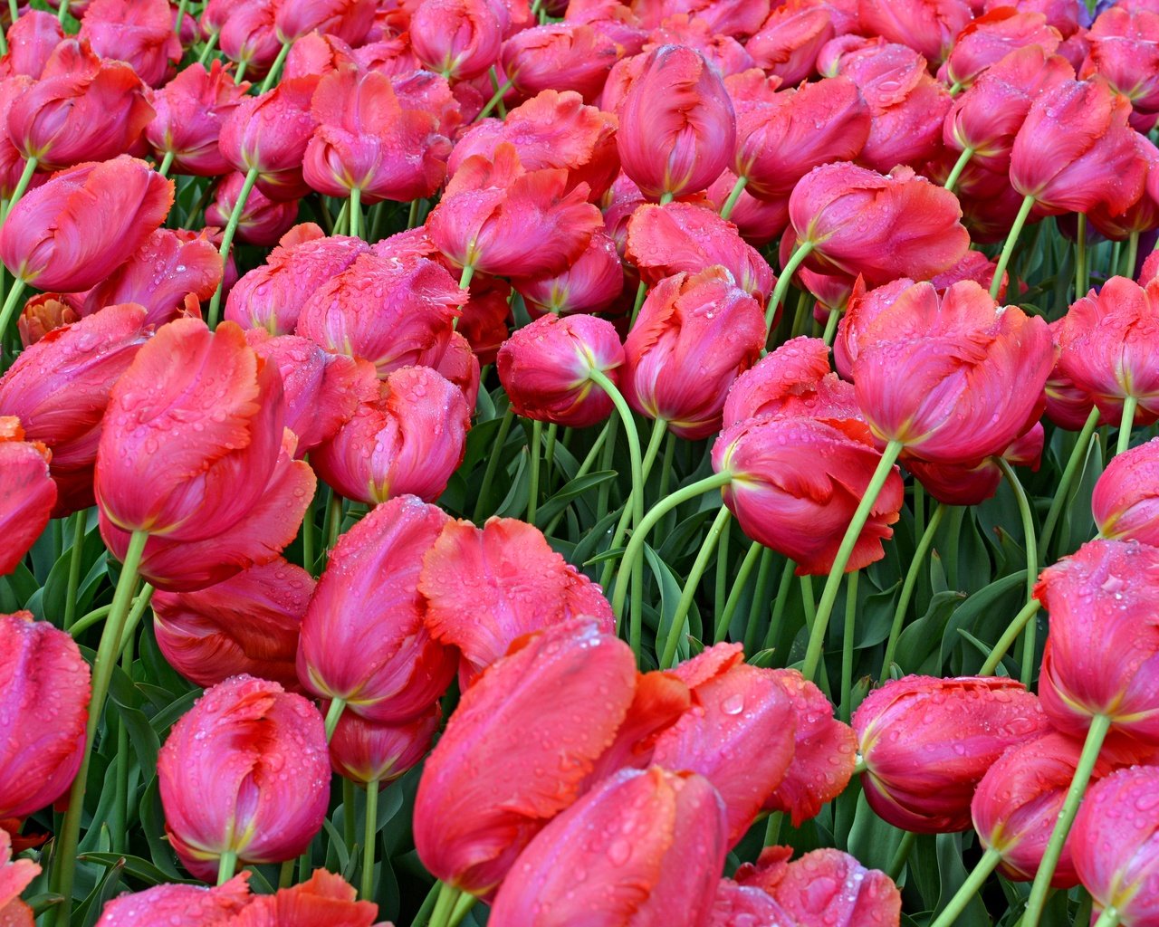 Обои цветы, бутоны, капли, весна, мокрые, тюльпаны, розовые, flowers, buds, drops, spring, wet, tulips, pink разрешение 6000x4000 Загрузить