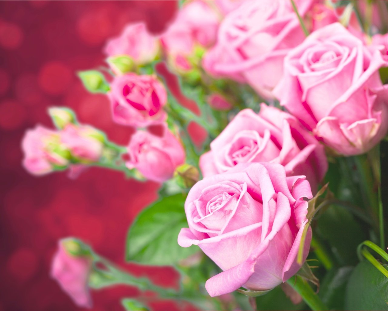 Обои цветы, бутоны, розы, боке, flowers, buds, roses, bokeh разрешение 5616x3744 Загрузить