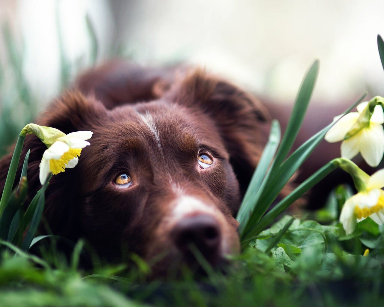 Обои глаза, цветы, взгляд, собака, нарциссы, бордер-колли, iza łysoń, eyes, flowers, look, dog, daffodils, the border collie разрешение 2000x1336 Загрузить