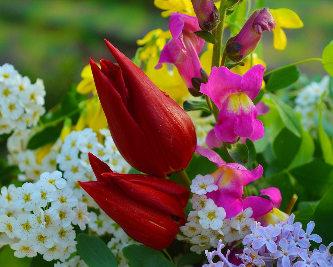 Обои цветы, букет, тюльпаны, сирень, flowers, bouquet, tulips, lilac разрешение 3004x1896 Загрузить