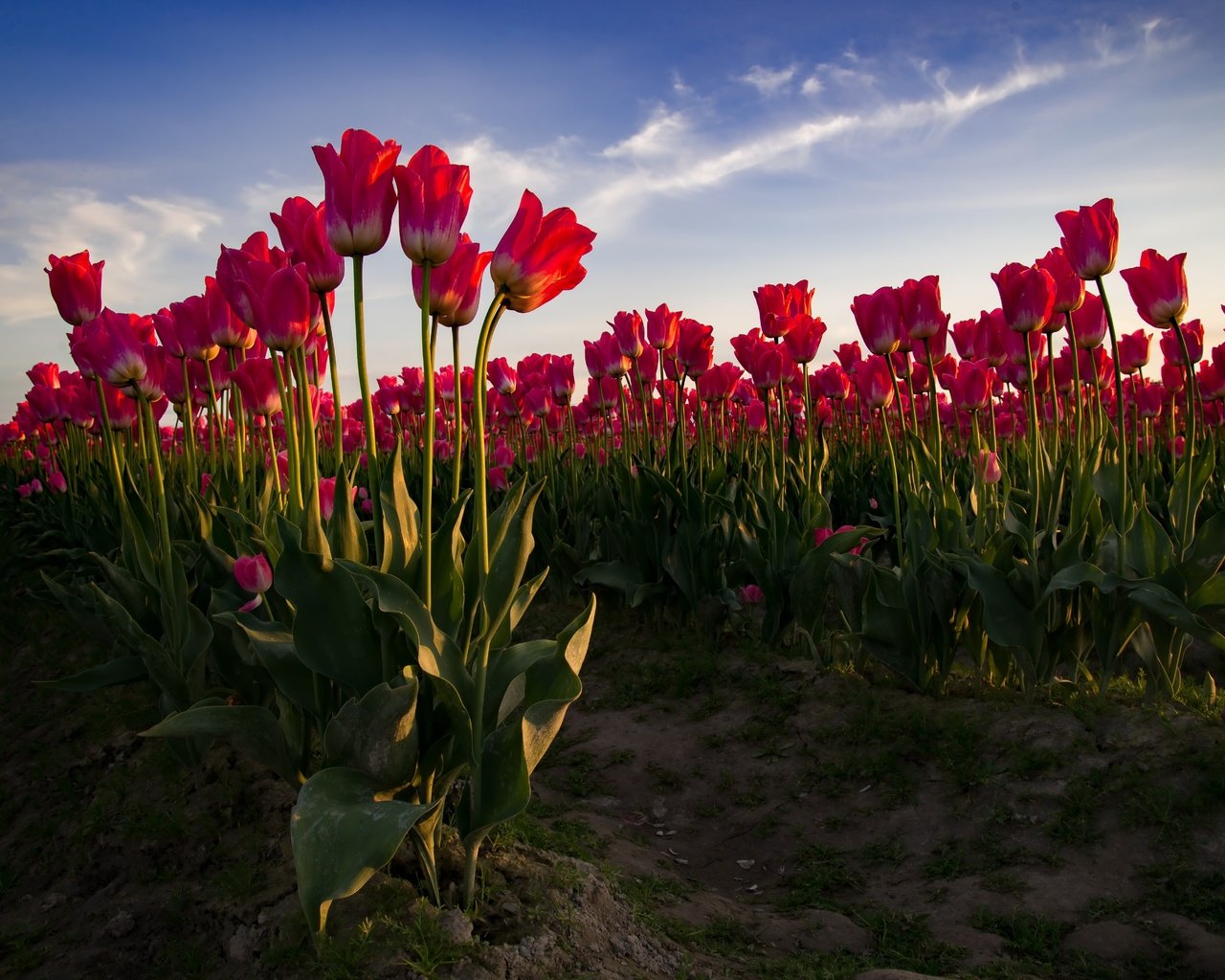 Карабах тюльпаны